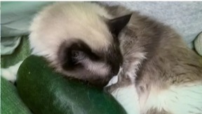 “抱冬瓜睡覺(jué)”走紅！醫(yī)生提醒：這類人別用