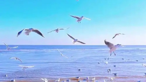 來(lái)到山東威?？纯创蠛?，有藍(lán)天白云，鳥兒翩翩起舞