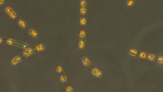 成功复活7000年前的生物？不，这是生命的时间旅行