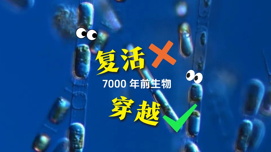 生命穿越時間，7000年前的微藻被復活！