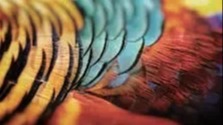 色彩鲜艳的鸟类——五彩缤纷的外表背后隐藏的生存策略 | 科学世界·自然