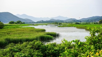 萎缩面积超20%！报告揭示：人类正在消灭地球生物赖以生存的湿地