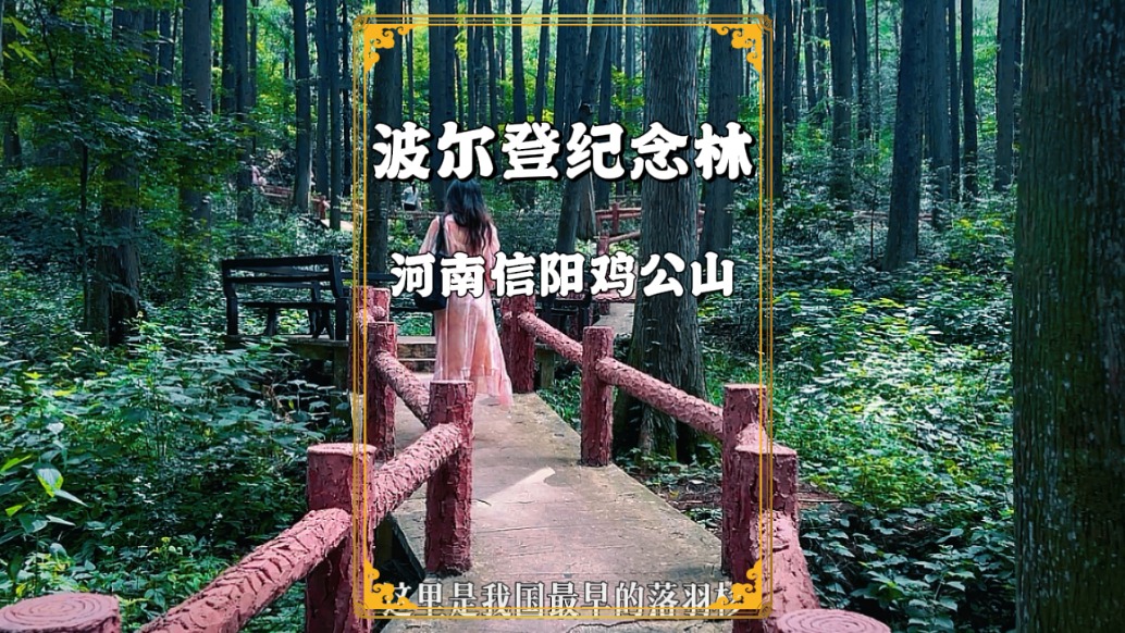 河南绝美的森林公园，有全国最大的落羽杉林，是夏日避暑的好去处