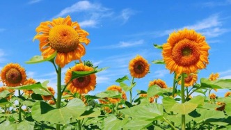 哈巴河縣：多元產(chǎn)業(yè)激活“夏日經(jīng)濟(jì)”