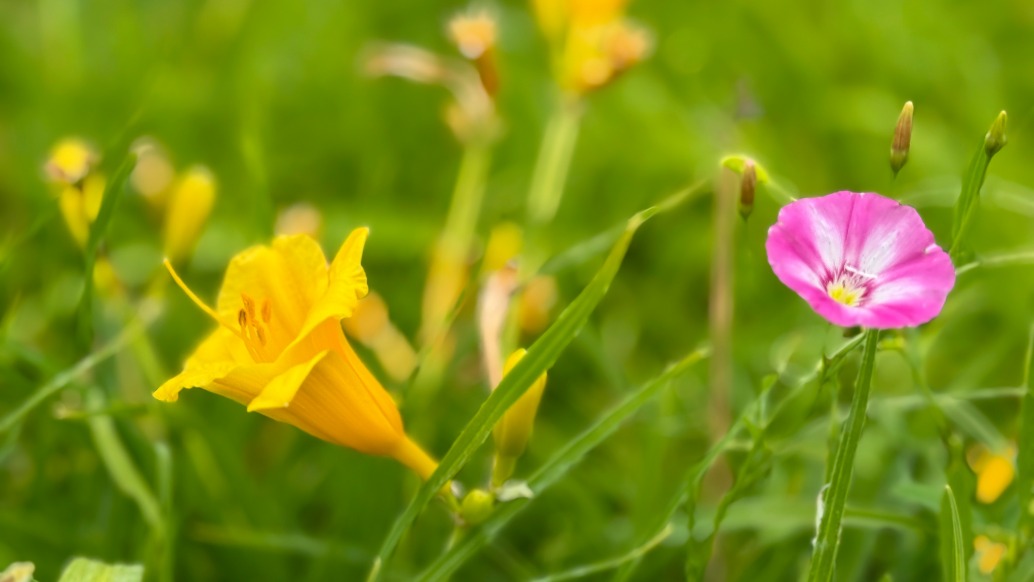 晓露花香小鸟歌唱