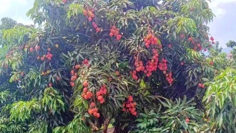 【历史文化】一骑红尘妃子笑 合川荔枝竟不少？ 