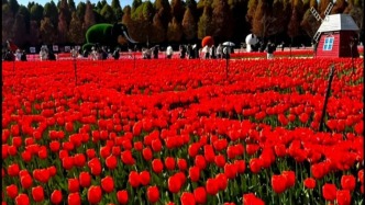 送你一束郁金香，一年多喜樂