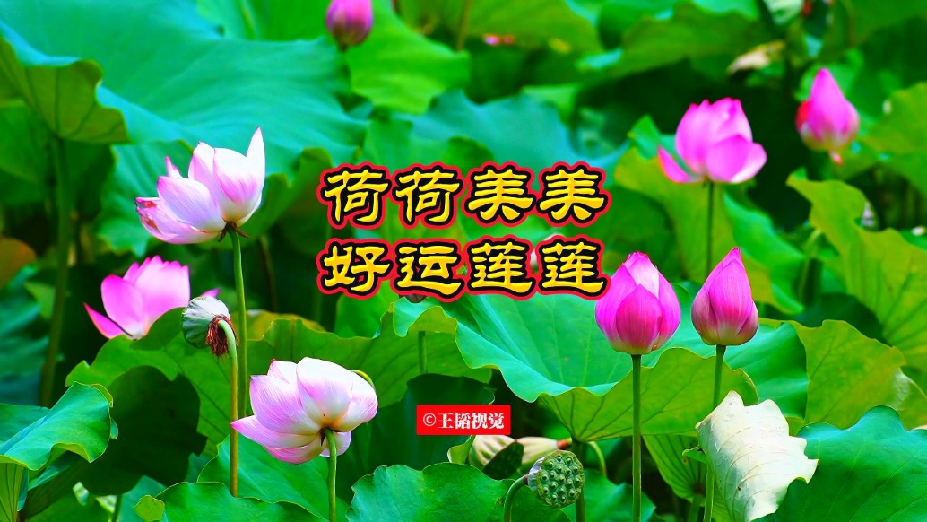 好運蓮蓮，抬頭遇見的如荷溫柔