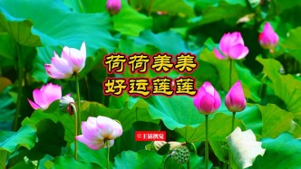 好運(yùn)蓮蓮，抬頭遇見的如荷溫柔