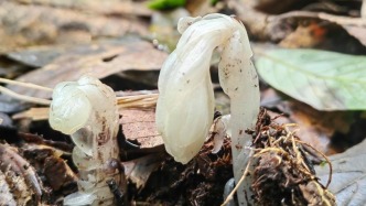 “冥界之花”先后現身云南哀牢山、四川攀枝花！一碰就枯萎，一年只有40多天能見到