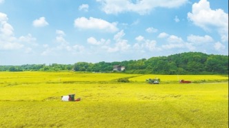 湖南永州市廟山村：戰(zhàn)酷暑 忙“雙搶”