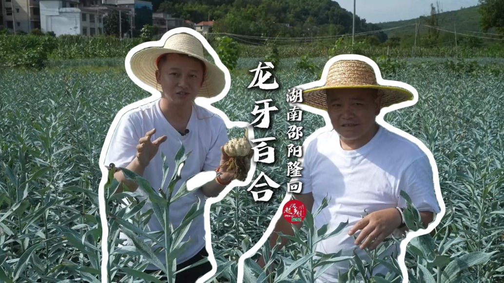 一颗果子一年造就十几个百万富翁？探秘“中国龙牙百合之乡”隆回