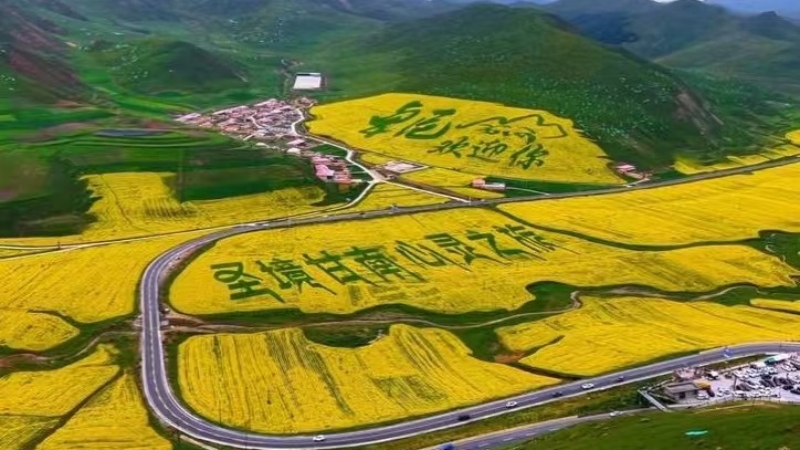 在春日的陽光下,油菜花一片金黃,為大地鋪上了一襲華美的地毯