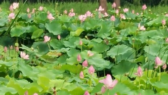 為荷別樣開