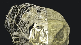 巨蜥皮肤：解码爬行动物进化的新线索