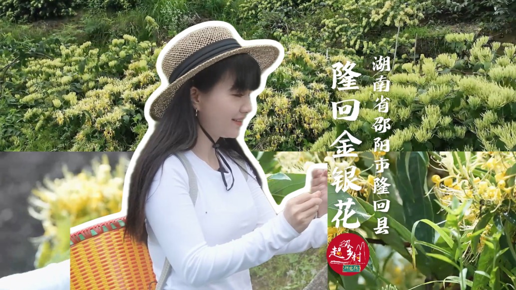 全國(guó)每?jī)啥浣疸y花就有一朵產(chǎn)自這里，開(kāi)在海拔1300米深山里的隆回金銀花有多牛