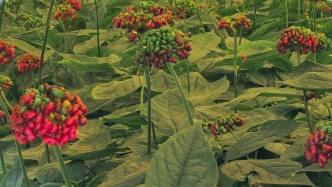 人民日報為“長白山三寶”喊麥