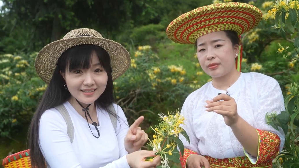 湖南隆回虎形山，金銀花與花瑤的守護(hù)傳奇延續(xù)了上千年