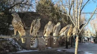 猛禽成“愛寵”、戶外直播藏“暗語”？當心“愛好”撞上法律紅線