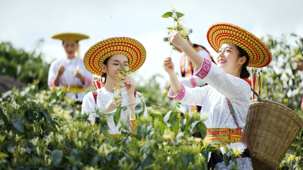 湖南隆回，低調(diào)的中國(guó)金銀花之鄉(xiāng)和龍牙百合之鄉(xiāng)