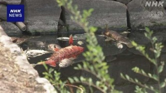 日本大阪城公園護(hù)城河現(xiàn)大量死魚并散發(fā)異臭 原因暫不明