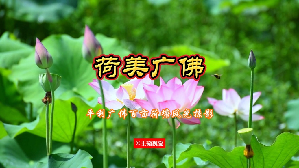 荷美廣佛——陜南平利廣佛百畝荷塘花開正盛