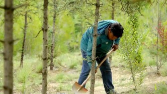 《问山3》：谁说高原树难活？拉萨南山公园护林员展示“树二代”