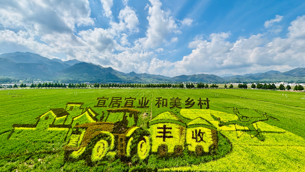 河南汝陽(yáng)：鄉(xiāng)村稻田如畫引客來(lái)