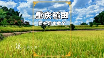 重慶鄉(xiāng)村稻田隨拍，稻子已成金黃，即將迎來豐收
