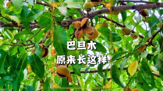 第一次看到巴旦木樹(shù)，原來(lái)長(zhǎng)得這樣？