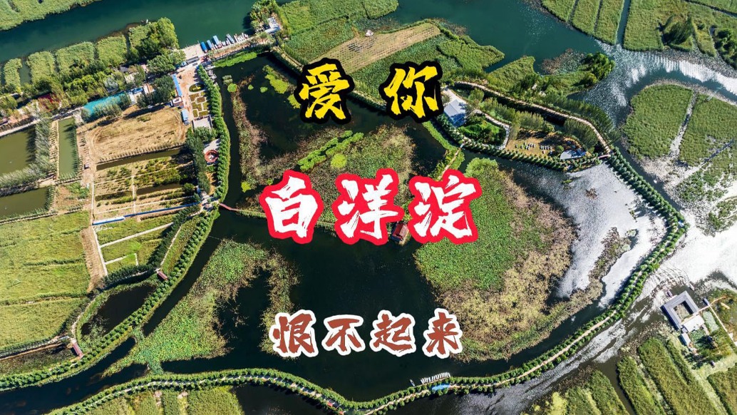 白洋淀：風(fēng)光旖旎，愛(ài)你，恨不起來(lái)