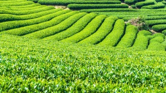 八馬茶葉更新招股書，2025年上半年凈利潤下滑17.8%