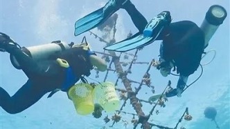 《人民日報》關(guān)注：海南三沙成功種植珊瑚苗10萬株