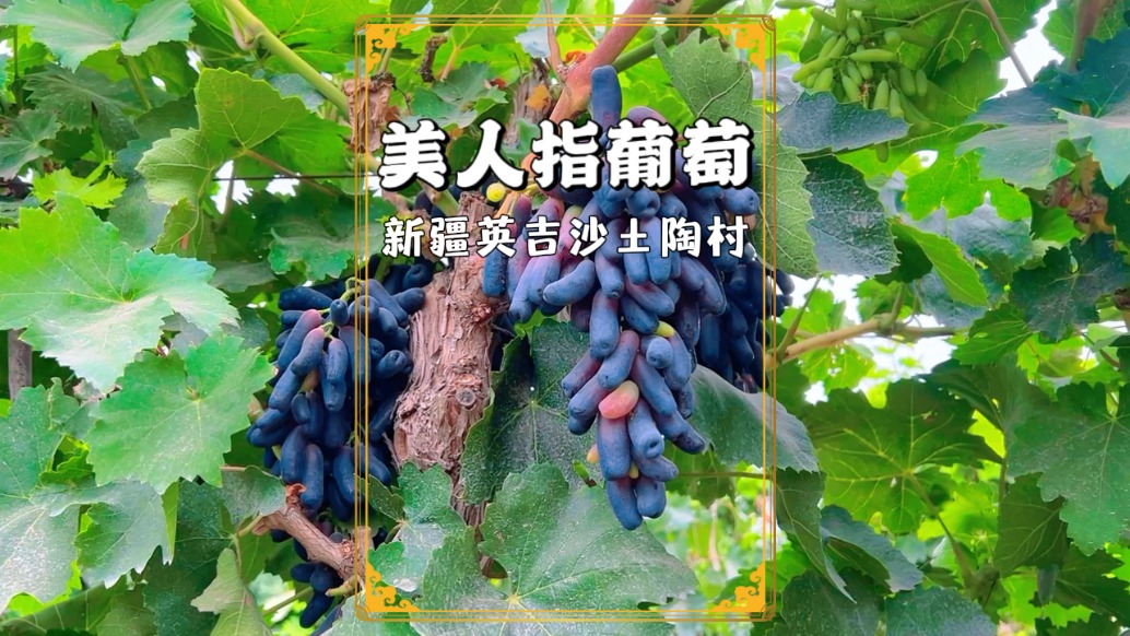 新疆喀什英吉沙：不只有著名的小刀與土陶，還有成片的美人指葡萄