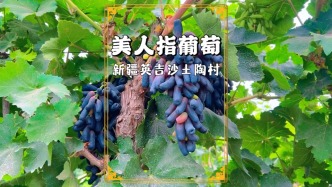 新疆喀什英吉沙：不只有著名的小刀與土陶，還有成片的美人指葡萄
