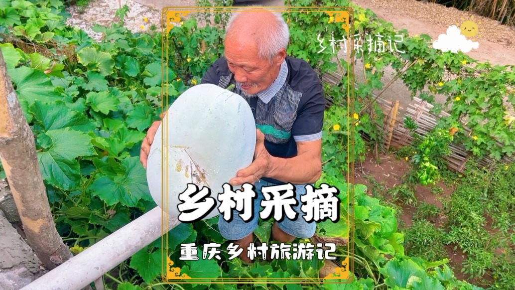 重慶鄉(xiāng)村旅行記：老人在懸崖與水池上采摘冬瓜，享受采摘之樂