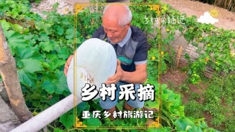 重慶鄉(xiāng)村旅行記：老人在懸崖與水池上采摘冬瓜，享受采摘之樂