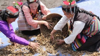 邊疆小鎮(zhèn)綻放幸福花  ——日喀則市定結(jié)縣陳塘鎮(zhèn)特色產(chǎn)業(yè)繪就鄉(xiāng)村振興新圖景