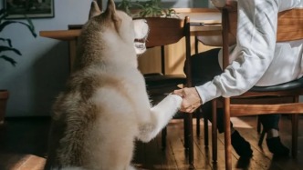 “上海寵物消費分布指數(shù)”首次發(fā)布：不同區(qū)域有哪些差異和特點？