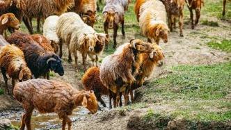 富蘊(yùn)“豐”景線|兩年三繁，“阿勒泰羊”富了農(nóng)牧民