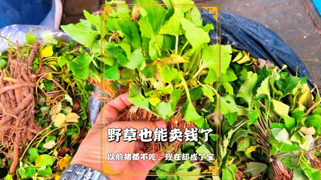 重慶市場(chǎng)見聞：曾經(jīng)豬都不吃的野草，也可以賣錢了，大家認(rèn)識(shí)嗎？