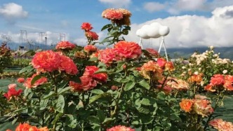 四川西昌：夫達(dá)農(nóng)場植物園百花盛開