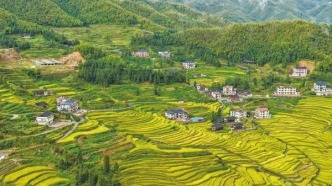婁底新化縣：千層稻浪鍍金邊