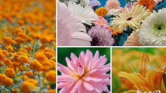 《花开中国》红河篇收视与口碑齐飞，全网热议引爆“云花”热潮