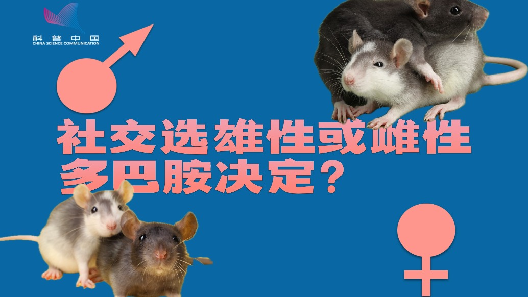 原來多巴胺不僅讓人快樂，還可能決定“你想和誰待在一起”
