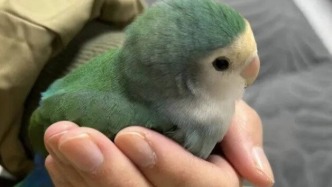 小鸚鵡，大生意