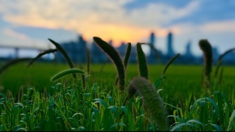 夜晚花更美