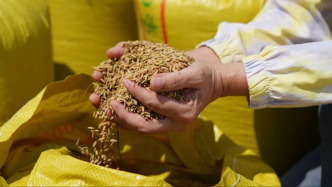 今天是豐收節(jié)，袁爺爺，我們想您了……