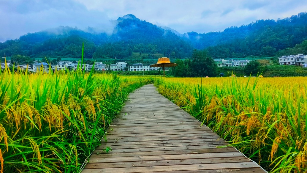采風(fēng)八角廟，赴一場濃香如茶的秋熟季