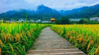 采風(fēng)八角廟，赴一場濃香如茶的秋熟季